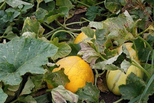 ใบไม้แห้ง