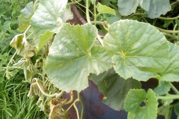 ใบแตงโม