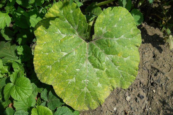 ใบเหลือง