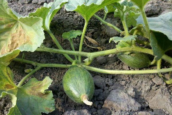 แตงโมอ่อน