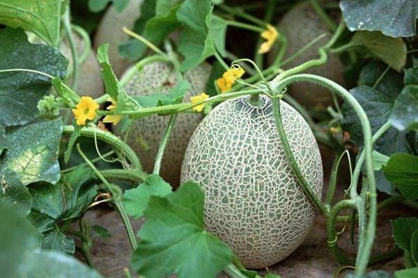 การปลูกแตงโม