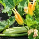 การปลูกบวบ