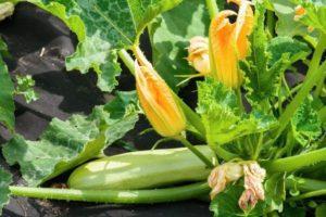 หากใบบวบที่ปลูกไว้กลางแจ้งเปลี่ยนเป็นสีเหลืองต้องทำอย่างไร และจะจัดการอย่างไร