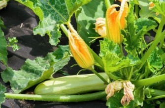 การปลูกบวบ