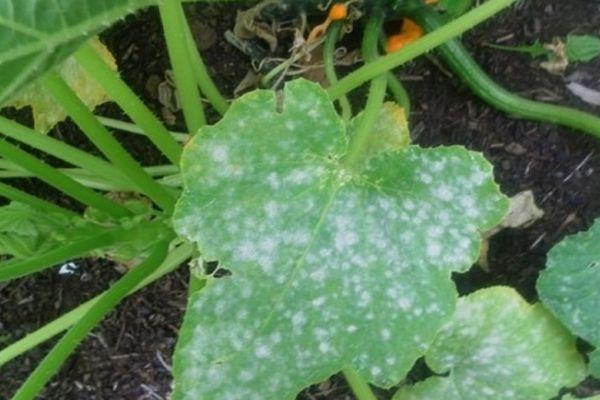 โรคราแป้ง