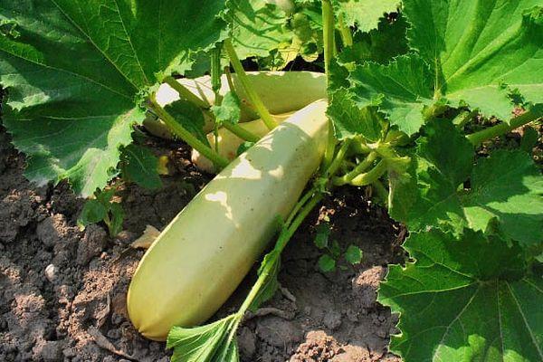 บวบเป็นสีเหลือง