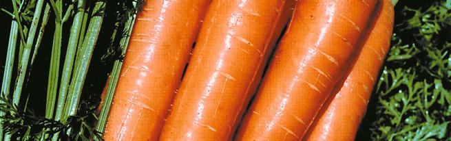 แครอทสด