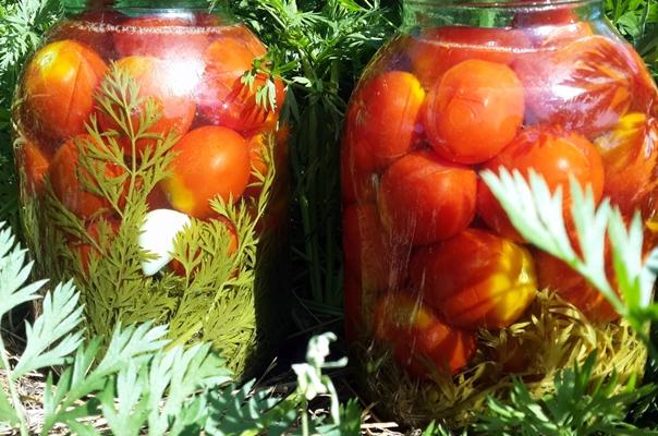 tomates avec fanes de carottes dans le jardin
