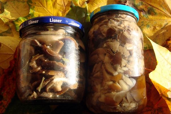 เห็ดดองรสขม