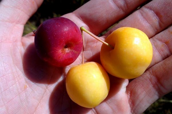 แอปเปิ้ลป่าในมือ