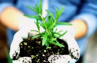 การปลูกโรสแมรี่