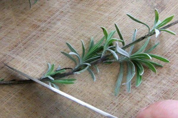 การเตรียมกิ่งพันธุ์