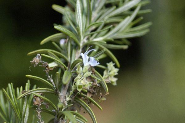 การดูแลโรสแมรี่