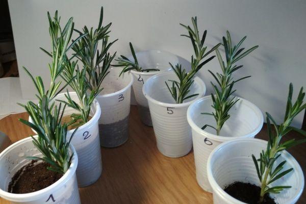 การตัดในแก้ว