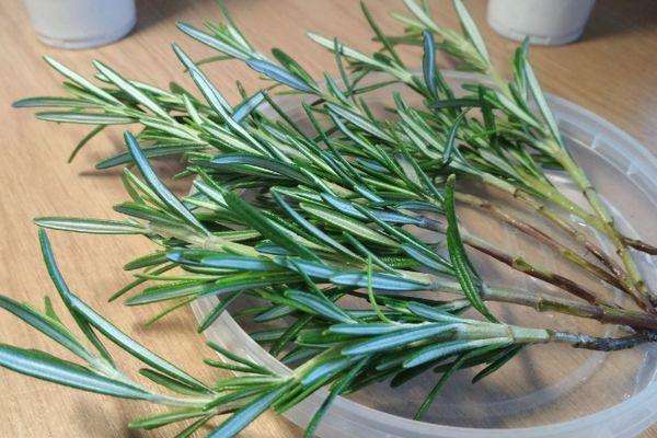 การปักชำในน้ำ