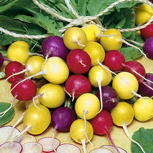 หัวไชเท้าชนิดต่างๆ