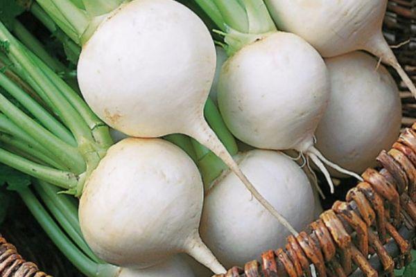 หัวไชเท้า