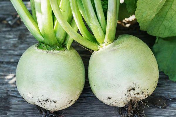 หัวไชเท้าขาว