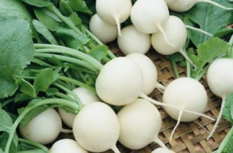 หัวไชเท้าสด