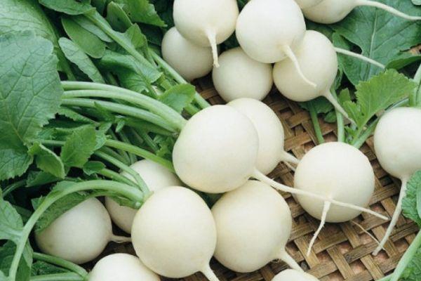 หัวไชเท้าสด