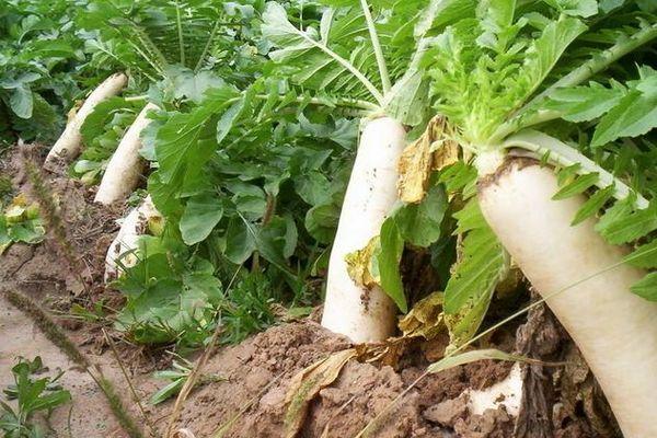 Radis en pleine terre