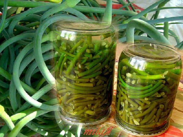 pousses d'ail en bocaux