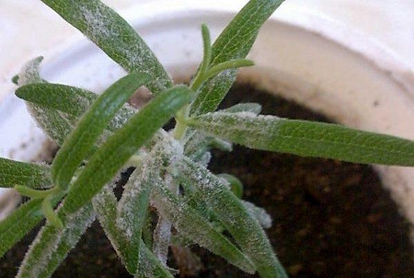 rosée sur du romarin en pot