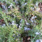 ดอกโรสแมรี่