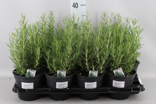 romarin d'intérieur en pot