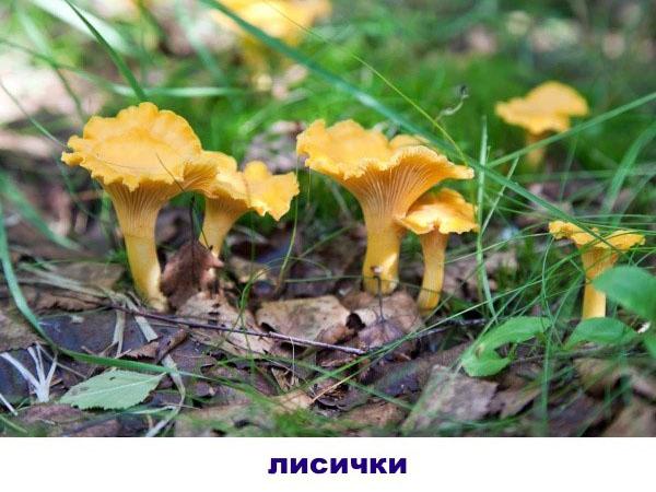 chanterelles comestibles