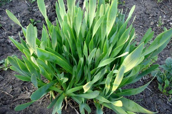 หัวหอมเหนียว