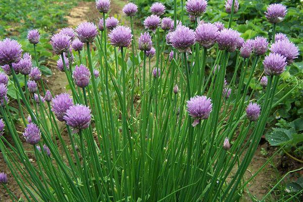 หัวหอมสโคโรดา