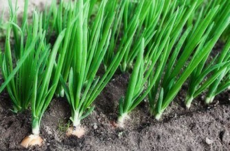 หลอดไฟในดิน