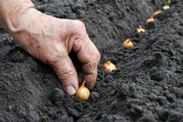 การปลูกหัวหอม