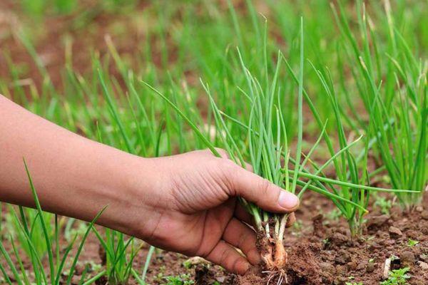 ถั่วงอกหัวหอม