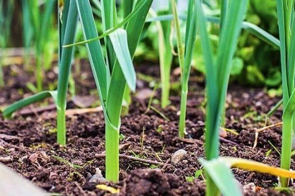 การปลูกในฤดูใบไม้ผลิ