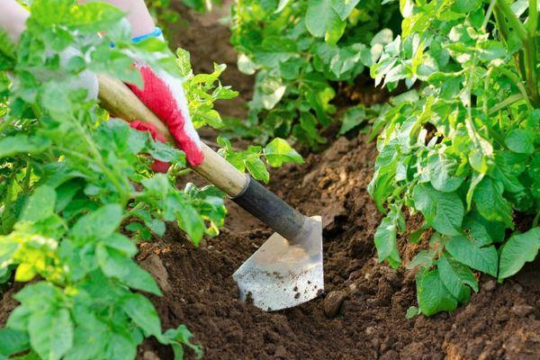 การปลูกมันฝรั่ง