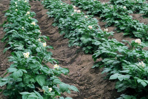 แปลงมันฝรั่ง