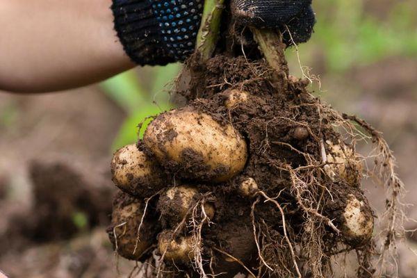 หัวมันฝรั่ง