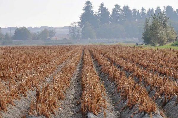 การปลูกมันฝรั่ง