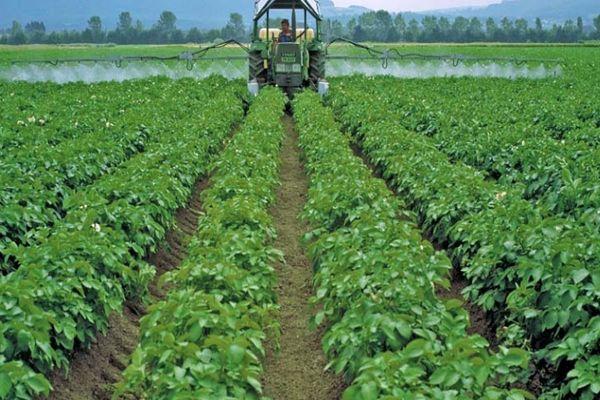 การเพาะเมล็ดมันฝรั่ง