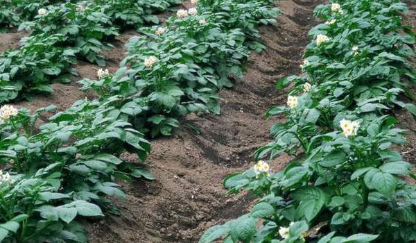 การพรวนดินมันฝรั่ง