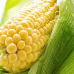 ข้าวโพดเพื่อสุขภาพ