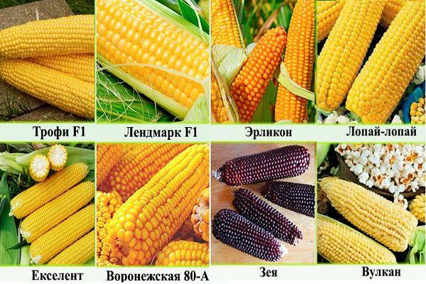 พันธุ์ข้าวโพด