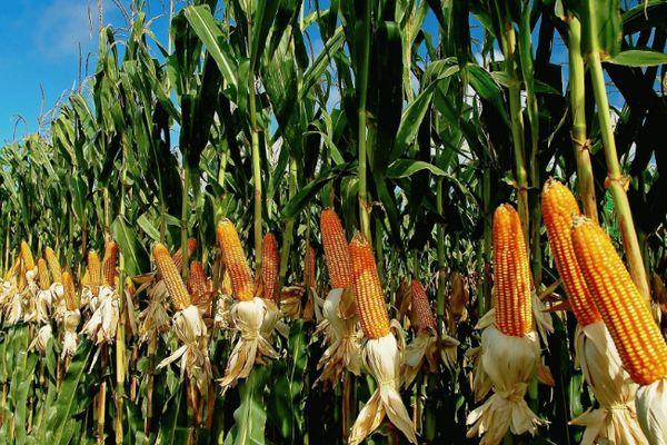 ข้าวโพดอ่อน