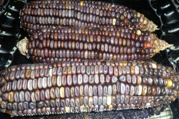 ข้าวโพดขี้ผึ้ง