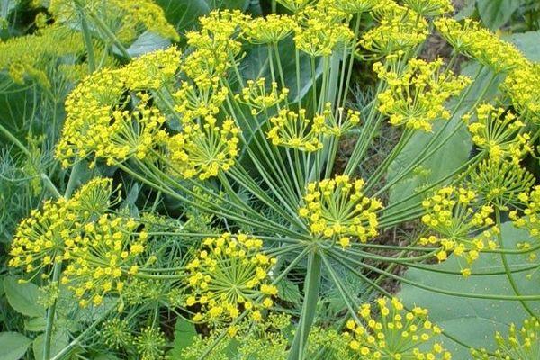 ผักชีลาวกลางฤดู