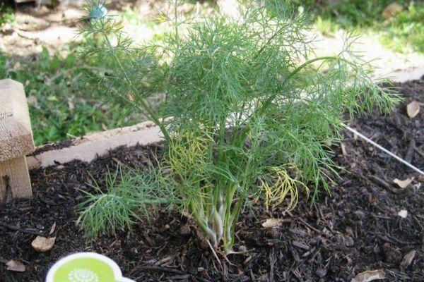 ต้นกล้าผักชีลาว