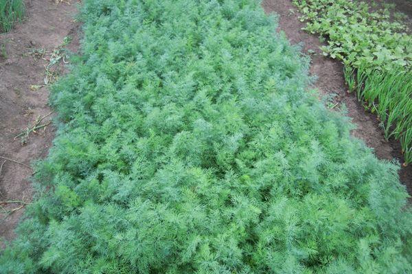 ผักชีลาวในสวน