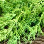 พันธุ์ผักชีลาว